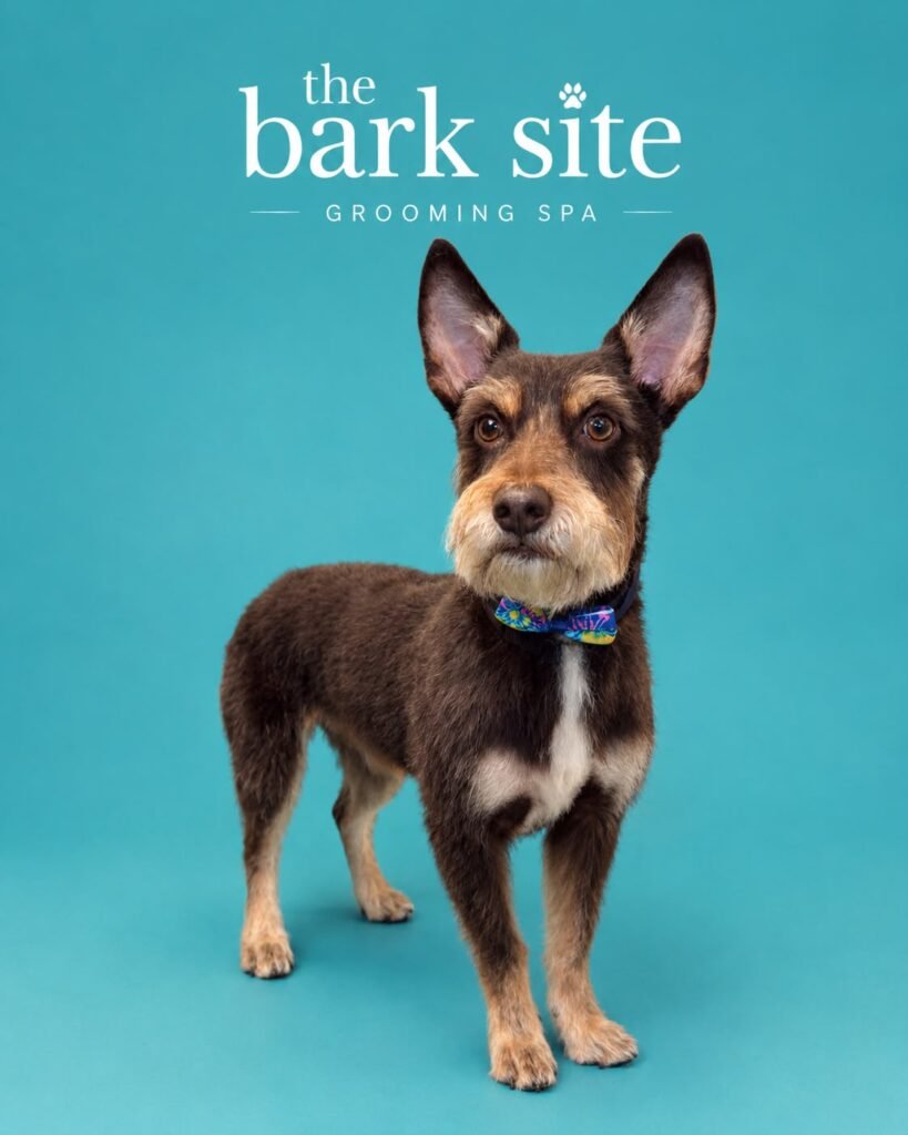 Grooming result 6 from The Bark Site’s original gallery
